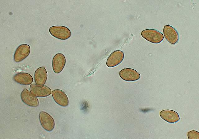 Galerina spec.  Cod.: 0260-07